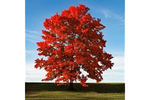 CZ GRAIN 50+ Red Maple Seeds for Planting Outdoors - Heirloom Maple Tree Seeds (Acer rubrum)