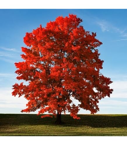 Amazon.com : Blue Spruce Seeds for Planting | 50 Seeds