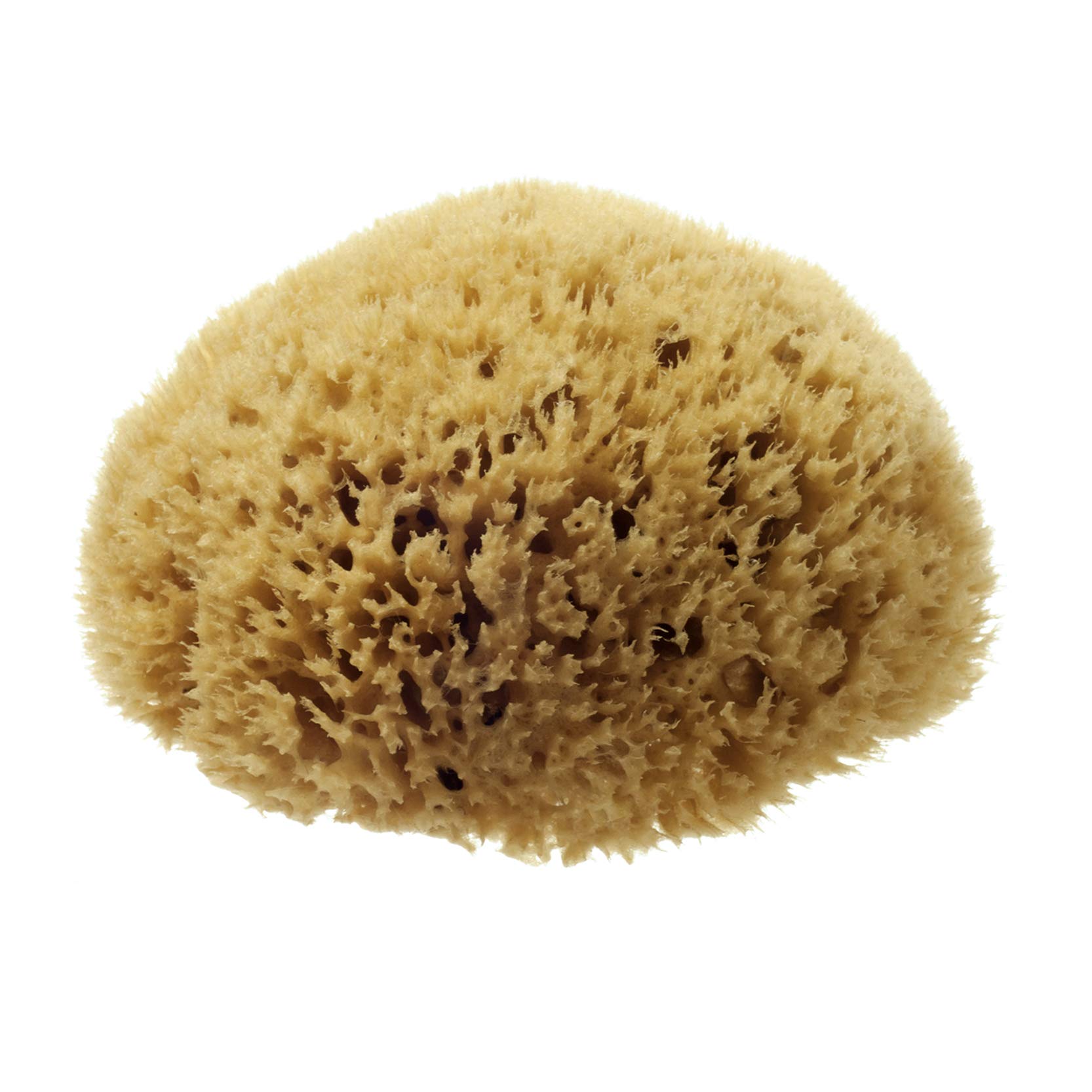 Hydrea London Natural Sea Sponge 5.5-6"- Premium Mediterranean Honeycomb Unbleached Natural Sponge for Bath and Shower for Adults, Women, Men Children and Baby