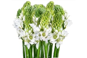 GlobalRose 40 Stems of Fresh Cut Star of Bethlehem Fillers - Fresh Flowers Fillers Perfect for Wedding