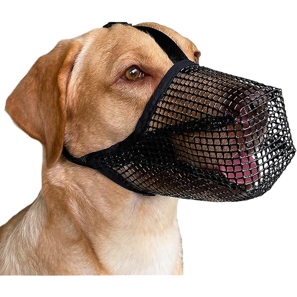 best muzzle to prevent eating