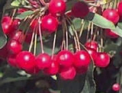 Amazon Com Roselow Sargent S Crabapple Tree Seedling True Shrub Form Wildlife Live Rooted Garden Outdoor