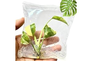 NY CITY SUCCULENTS Monstera Thai Constellation Tissue Culture Starter Plant Rare Houseplant Indoor Plants Beginner Friendly for Home Office Wedding Birthday Gift