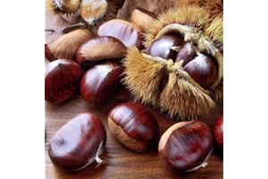 ALMA GOURMET Fresh Large Chestnuts Imported from Italy | Premium Quality Chestnuts Grown on Monti Picentini (2 Lb)