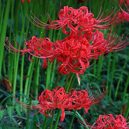 Floriculture Greens Imp. Lycoris Lily (Spider Lily) Bulbs For Home Gardening Planting (Red Spider, Pack Of 4 Bulbs)