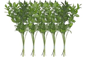 Rumhora Greens | (5) Five Bunches of Fresh and Natural Israeli Ruscus | Pack of 10 Stems in Each Bunch | Perfect for Indoor and Outdoor Decorations