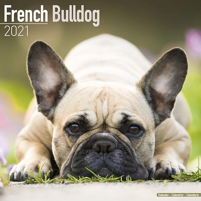 french bulldog trade me