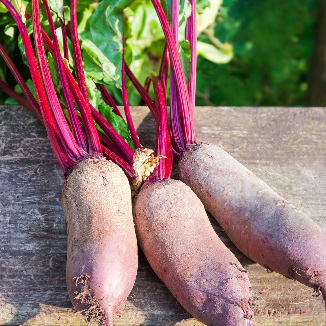 PREMIER SEEDS DIRECT - Beetroot Seeds - CYLINDRA - (Organic, 400 Seeds)