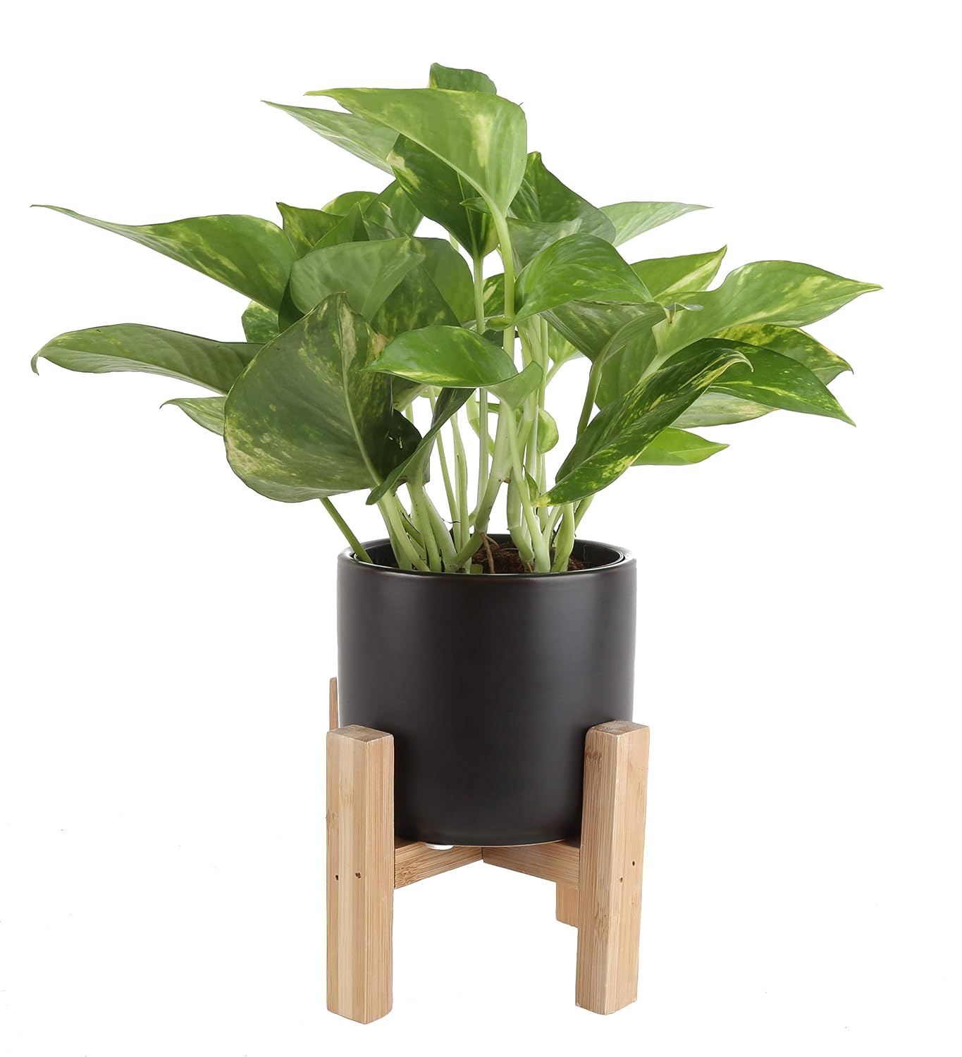 Costa Farms Devil's Ivy, Golden Pothos with 4.25Inch Wide