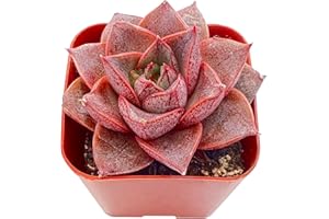 SPROUT N GREEN Echeveria Purpusorum, 1 Rare Live Mini Succulent Plant Fully Rooted in 2in Pots with Soil Mix, Real House Plant for Indoor Outdoor Home Office Wedding Decoration DIY Projects Party Favor Gift
