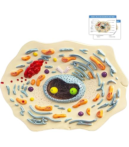 Amazon.com: Eisco - Mitosis Model Set of 8 Enlarged 3D Animal Cell Amazon.com: Eisco - Mitosis Model Set of 8 Enlarged 3D Animal Cell