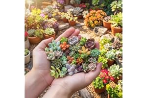 Mini Mixed Succulent Plant Seeds for Pots, Fairy Gardens, Indoor Decor Projects, 200 Seeds
