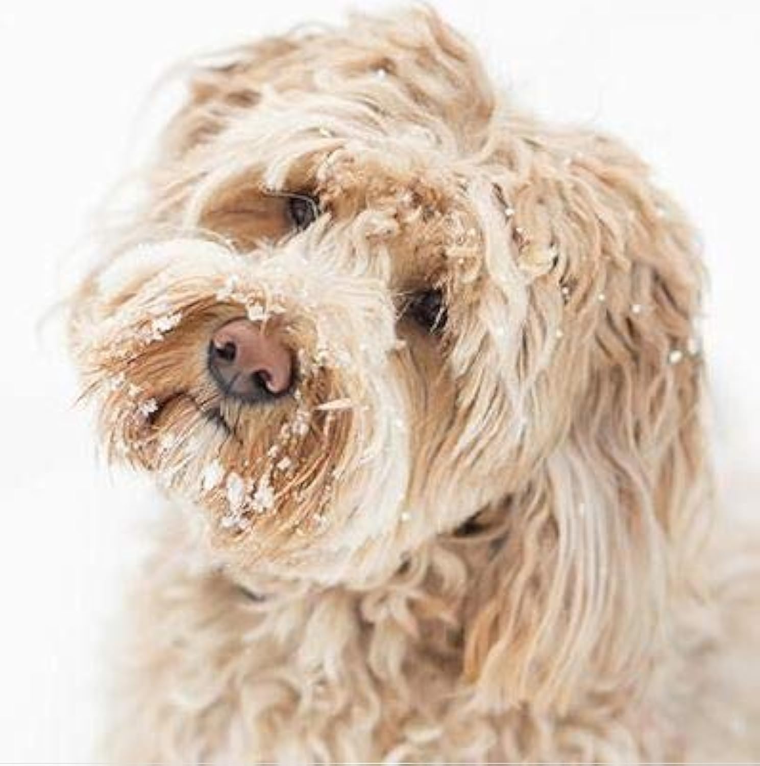 Pack of 6 Paper House Charity Christmas Cards (PH-CHPT0023) - Anything For Me? Dog in the Snow -Sold in Aid of British Heart Foundation, Marie Curie, Oxfam, NSPCC, Parkinson's UK, Stoke Association