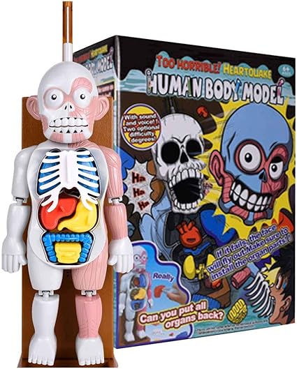 human body educational toys
