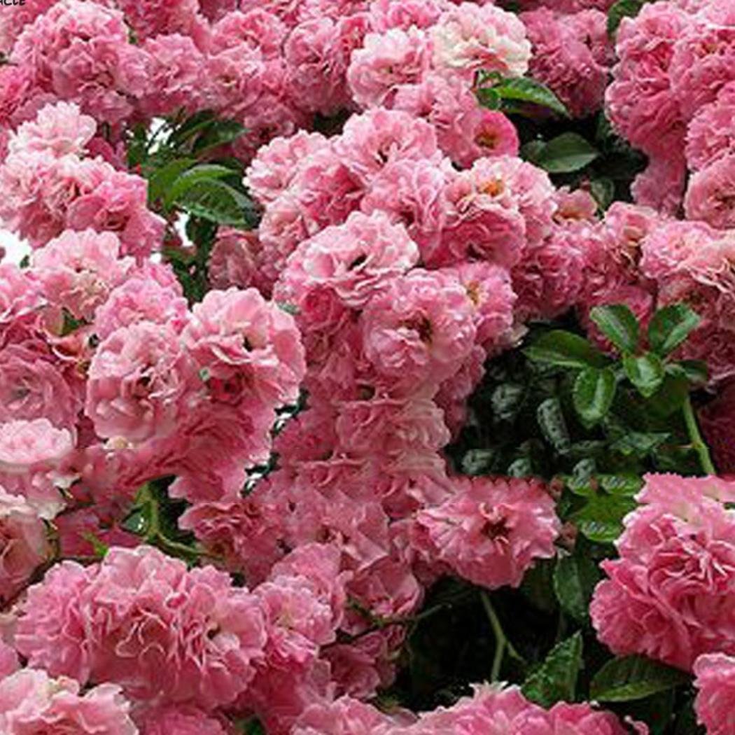 Fanala Giant Pink Sakura Cherry Tree Seeds Oriental Cherry Shrub Perennial Plants Flowers