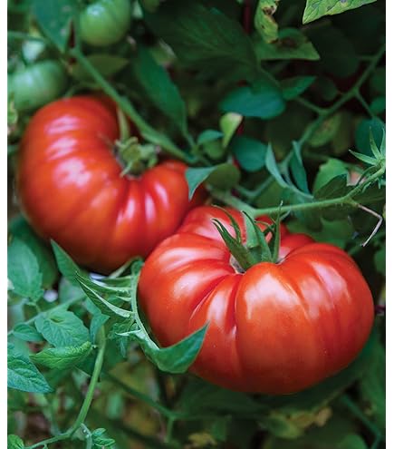 Amazon.com : Sweetie Seedless Tomato Seeds : Patio, Lawn & Garden