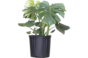 U UNITED NURSERY United Nursery Monstera Deliciosa – Swiss Cheese Plant in 10” Grower Pot – 24–28 Inches Tall – Tropical Air-Purifying Indoor Plant with Split Leaves – Easy-Care Greenery for Home or Office