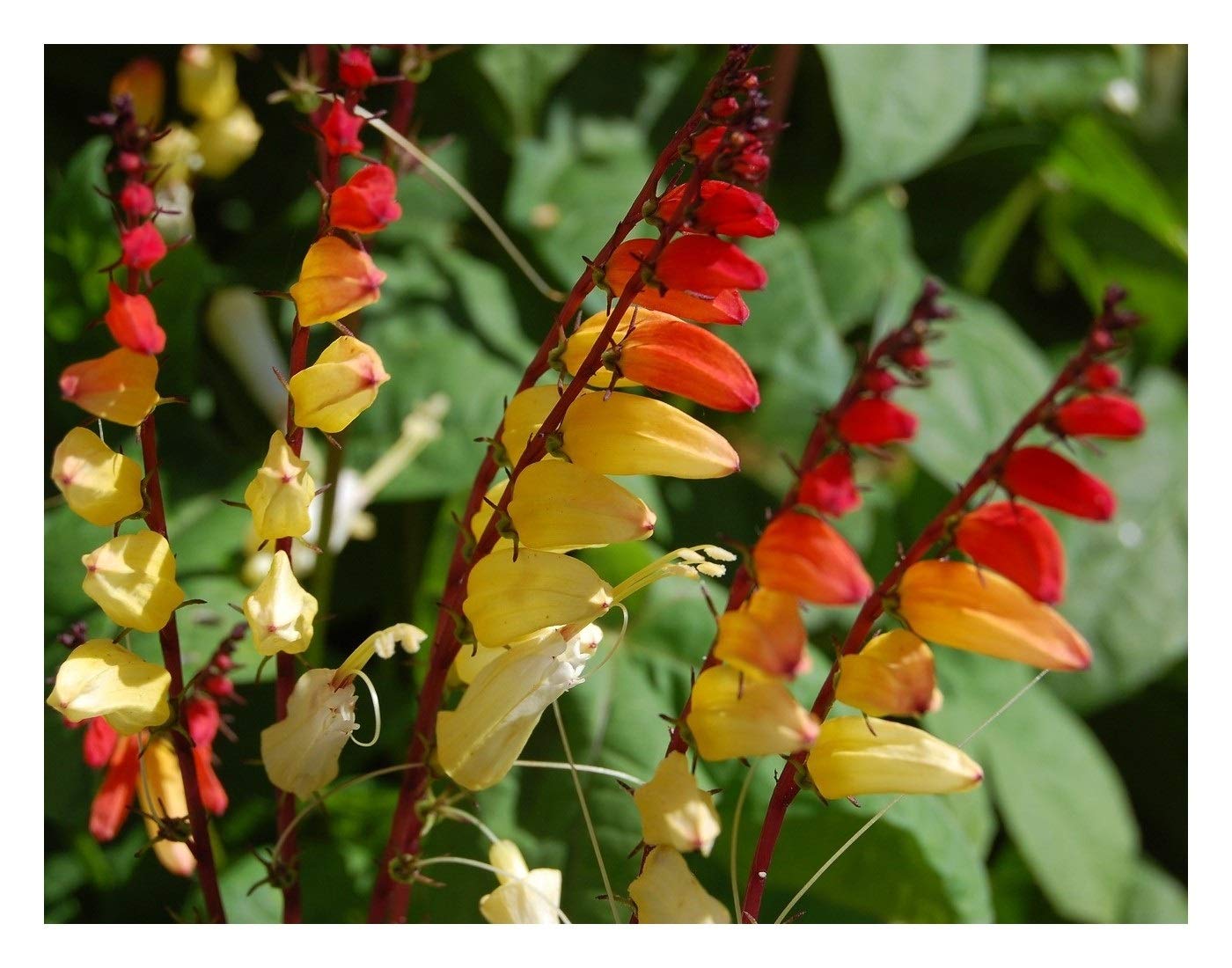 PREMIER SEEDS DIRECT - MINA LOBATA - Jungle Queen - 75 Finest Seeds