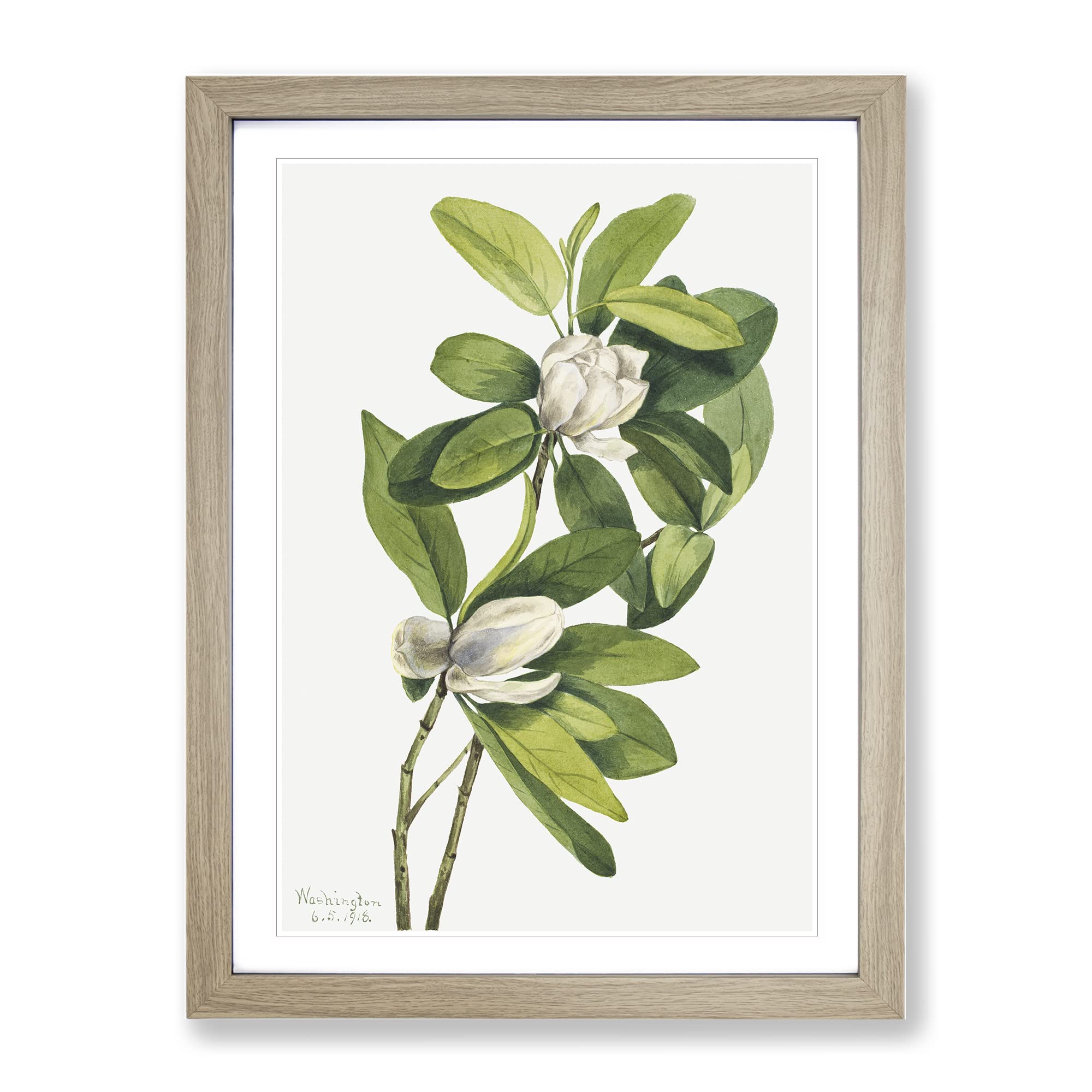 Swamp Magnolia Flowers By Mary Vaux Walcott Vintage Framed Wall Art Print, Ready to Hang Picture for Living Room Bedroom Home Office Décor, Oak A4 (34 x 25 cm)