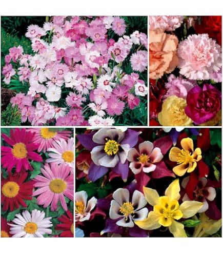 Fragrant & Sweet Garden Seed Collection - Lavender, Sweet Pea, Cynoglossum, Evening Stock