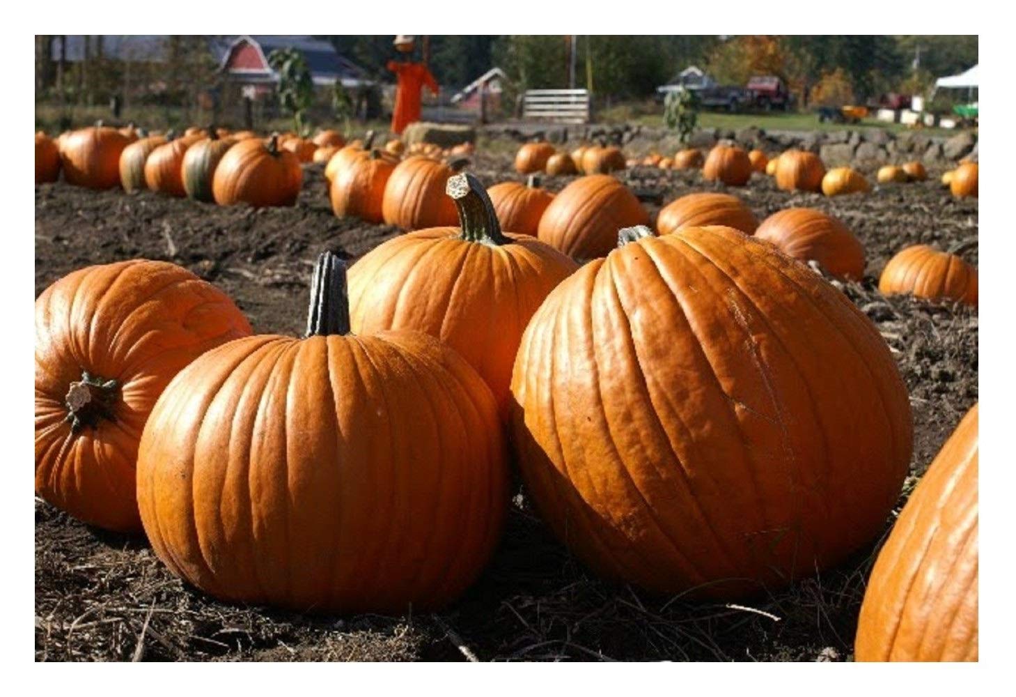 PREMIER SEEDS DIRECT - Pumpkin Seeds - Howden - 25 Seeds - Perfect for Halloween