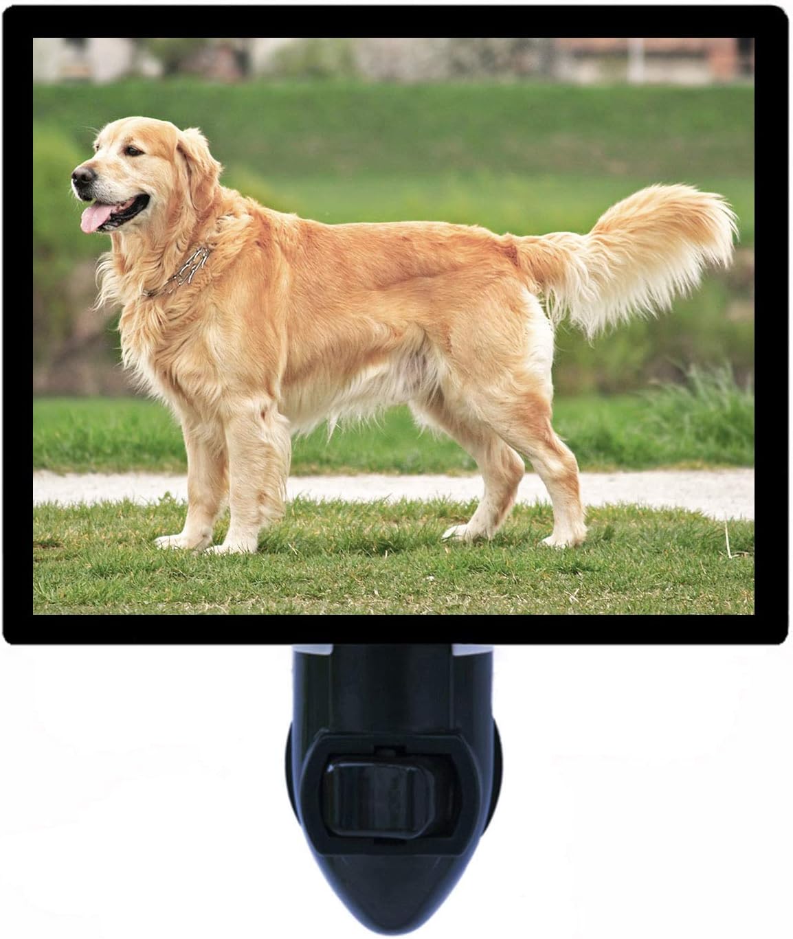 light golden retriever