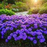 100pcs New England Aster Seeds Purple Flowers Perennial Native Wildflower