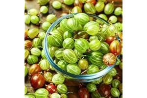 HILROQG Sweet Gooseberry Bush Live Plant Well Rooted, Edible Gooseberry Plant Live for Planting Home Garden