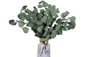 HIAGROW Real Eucalyptus Stems 20PCS Dried Preserved Fresh Eucalyptus Silver Dollar Leaves for Shower - Greenery Branches for Wedding Home Party Vase Filler Spring Decor