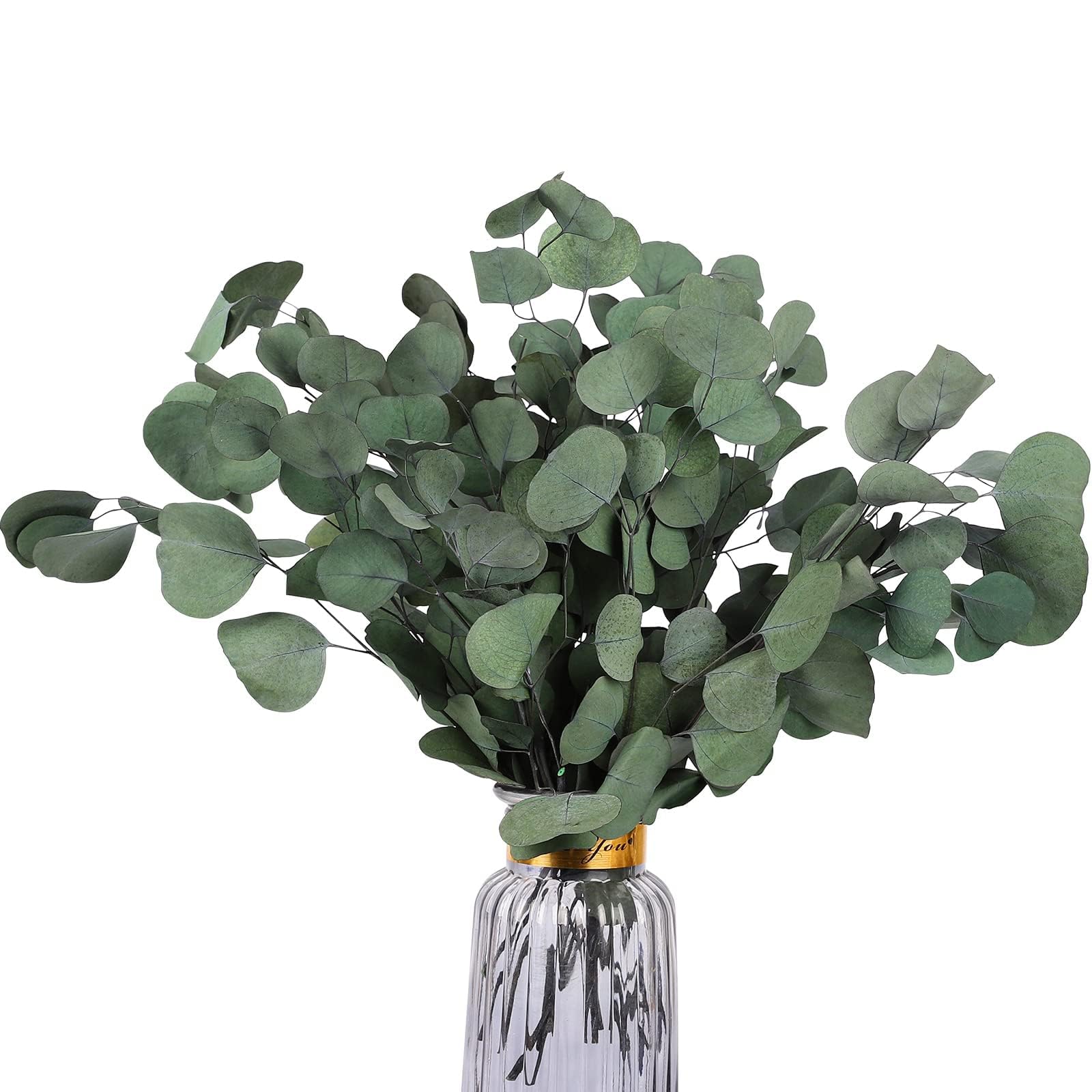 Photo 1 of HIAGROW Real Eucalyptus Stems 20PCS Dried Preserved Fresh Eucalyptus Silver Dollar Leaves for Shower - Greenery Branches for Wedding Home Party Vase Filler Spring Decor
