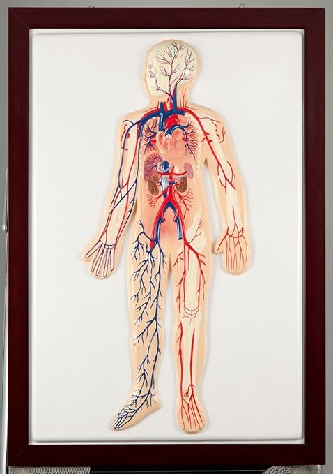 Amazon アーテック 血液循環系模型 おもちゃ雑貨 おもちゃ