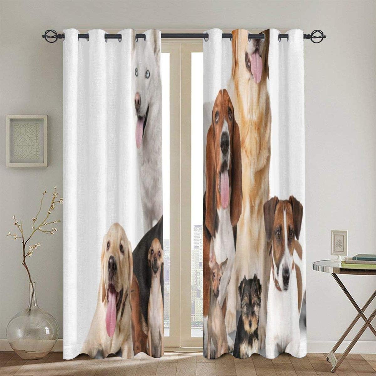 xiaolang Cortinas, Grupo de Perros posando para sesión fotográfica