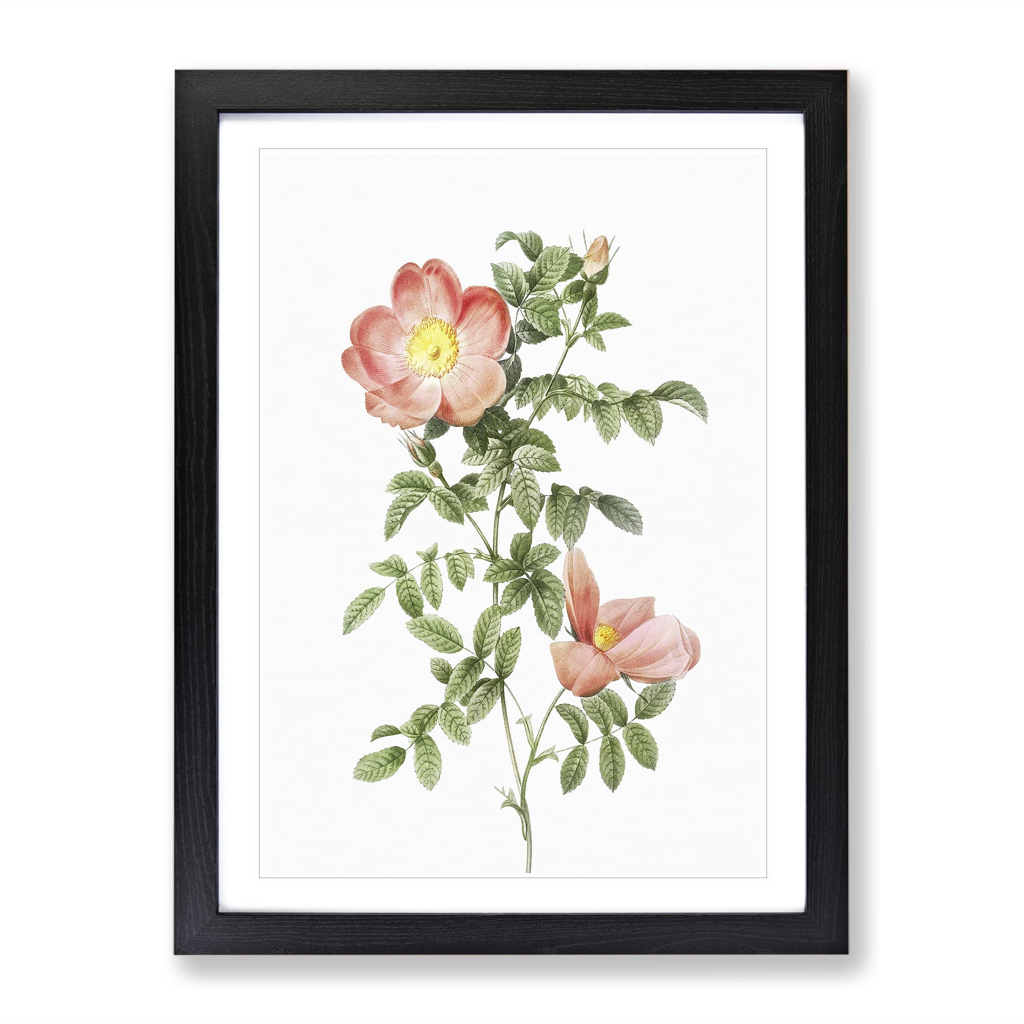 Pink Sweet Briar Rose By Pierre Joseph Redoute Vintage Framed Wall Art Print, Ready to Hang Picture for Living Room Bedroom Home Office Décor, Black A3 (34 x 46 cm)