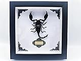 Real Forest Scorpion Specimen, Black Frame Shadow