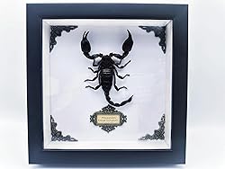 Real Forest Scorpion Specimen, Black Frame Shadow