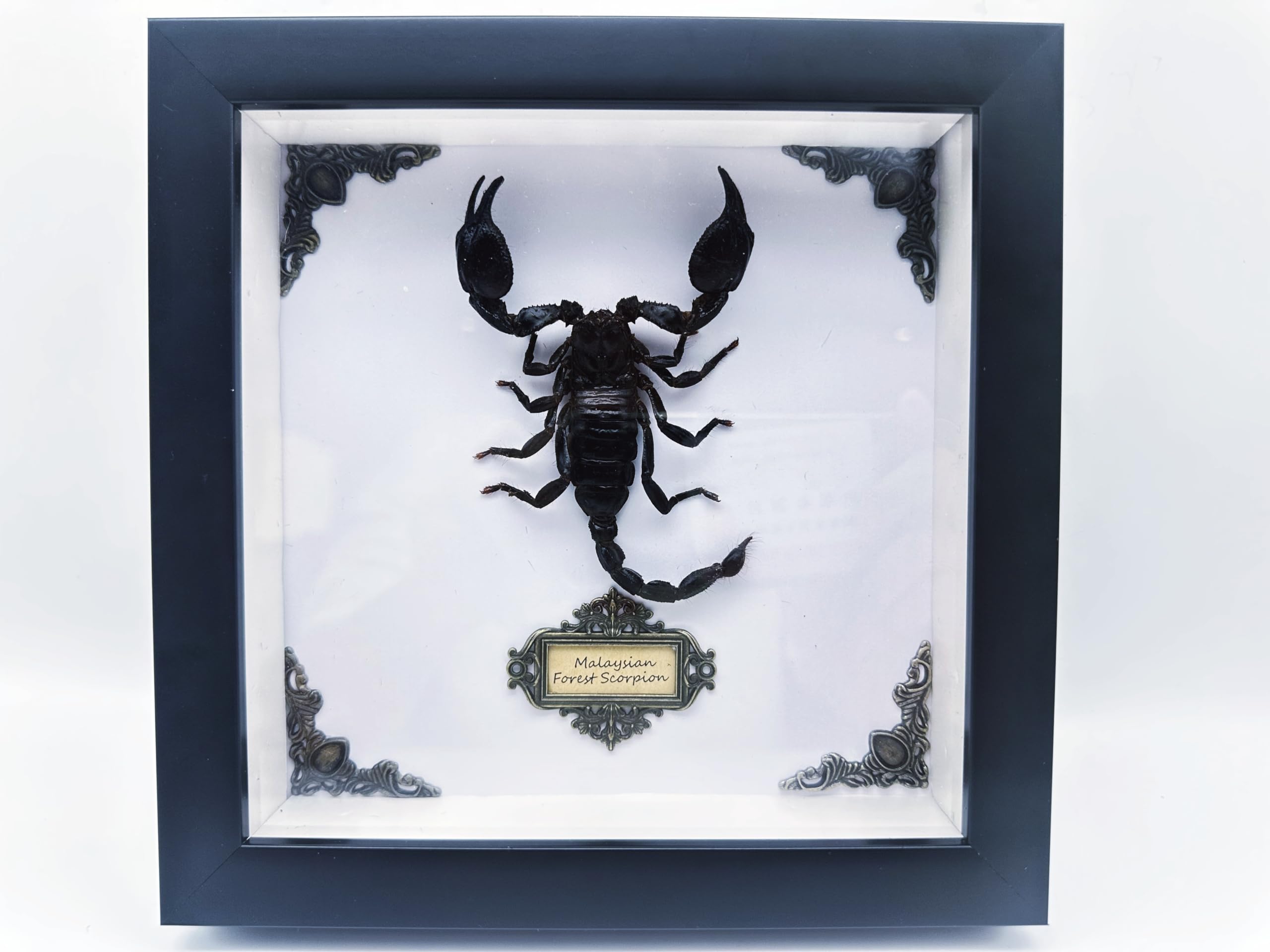 Real Forest Scorpion Specimen, Black Frame Shadow