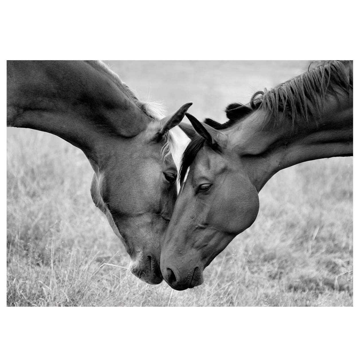 Equestrian Greeting Cards - Pack Of 10 - One design