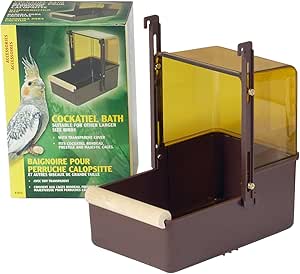 bathing cockatiel birds