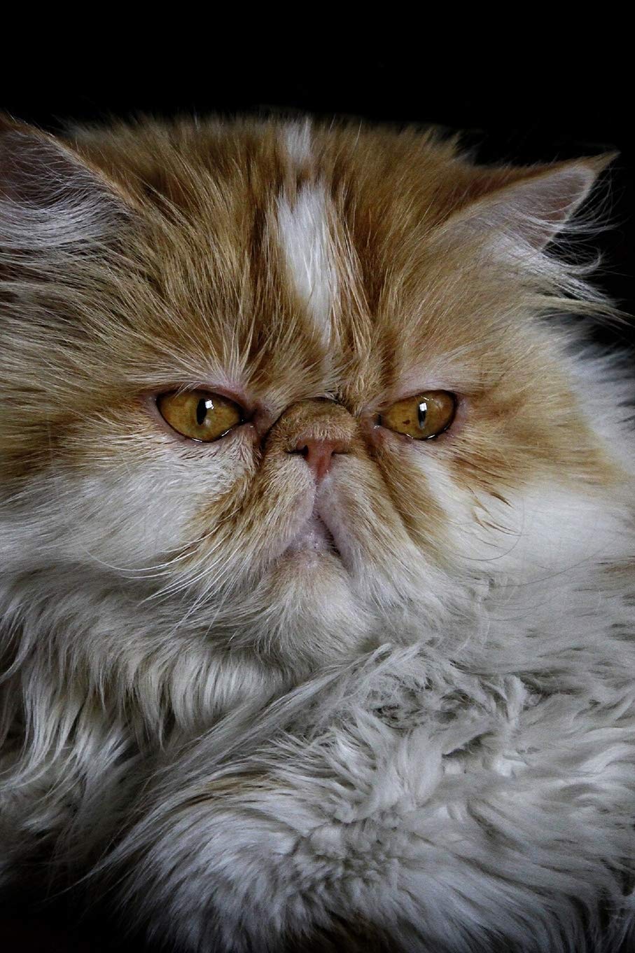 persian cat lovers gifts