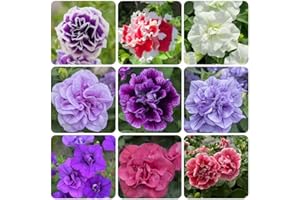 500+ Mixed Color Petunia Seeds - Perennial Double/Grandiflora Flowers, Easy to Grow Non-GMO - Suitable for Indoor/Outdoor, Ga