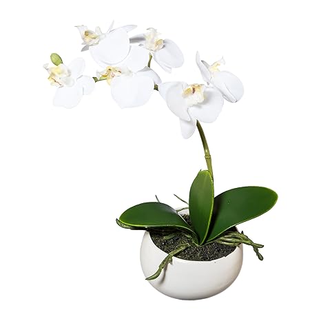 Amazon Com Deutschmade Artificial Flower White Orchid