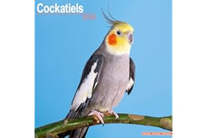 Cockatiels Calendar 2024 | Square Bird Wall Calendar - 16 Month: Original Avonside-Kalender [Mehrsprachig] [Kalender]