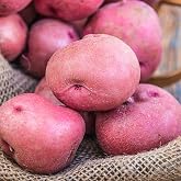 Red Pontiac Seed Potato - Everybody's Favorite Red Potato - Includes one 2-lb Bag - Can't Ship to States of ID, ME, MT, or NE