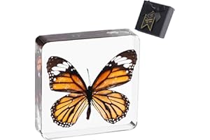 1st Heaven Butterfly Specimen in Resin - Real Preserved Taxidermy Butterfly with Gift Box - Unique Home Office Decor for Nature Lovers (Danaus genutia)