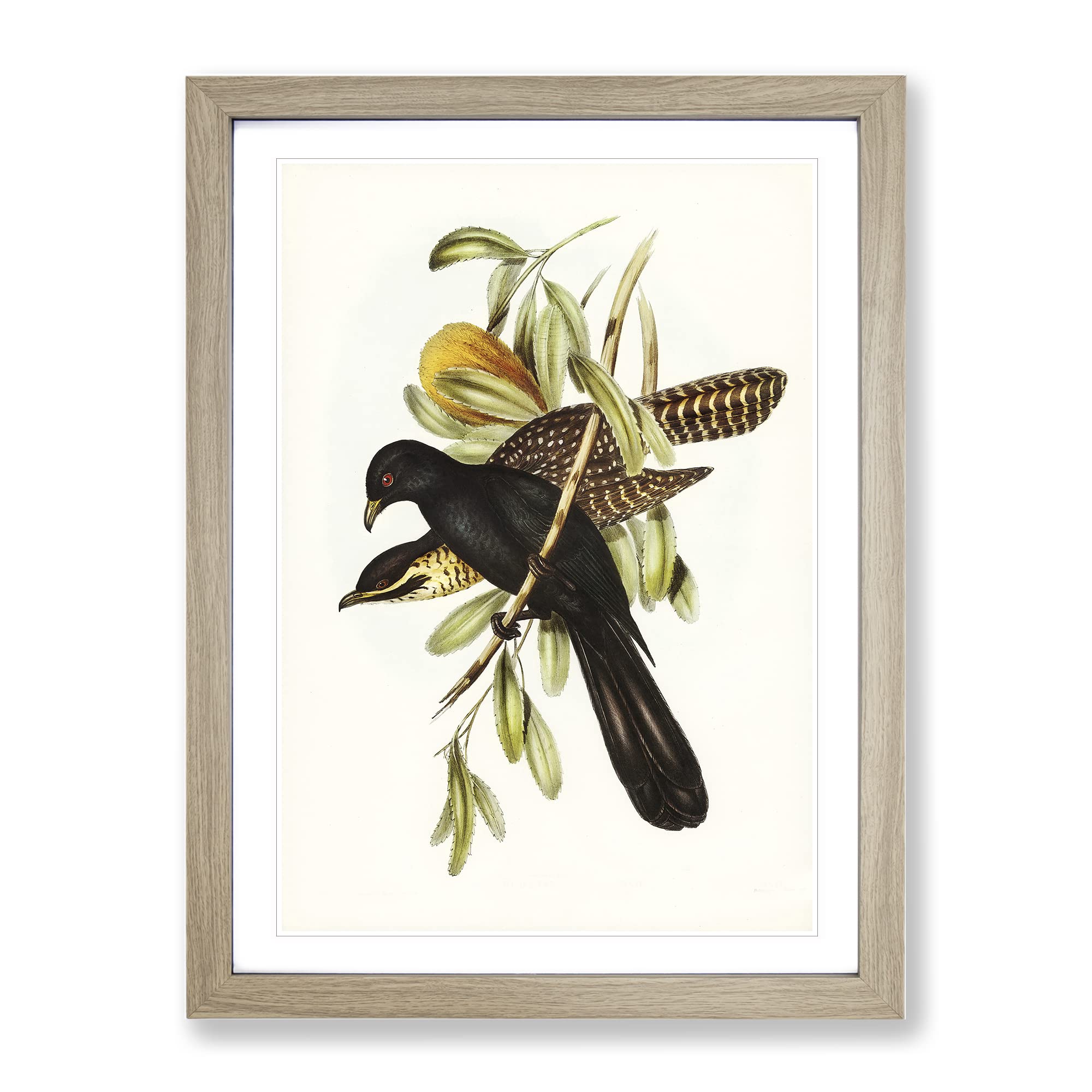 Flinder'S Cuckoo Bird By Elizabeth Gould Vintage Framed Wall Art Print, Ready to Hang Picture for Living Room Bedroom Home Office Décor, Oak A4 (34 x 25 cm)