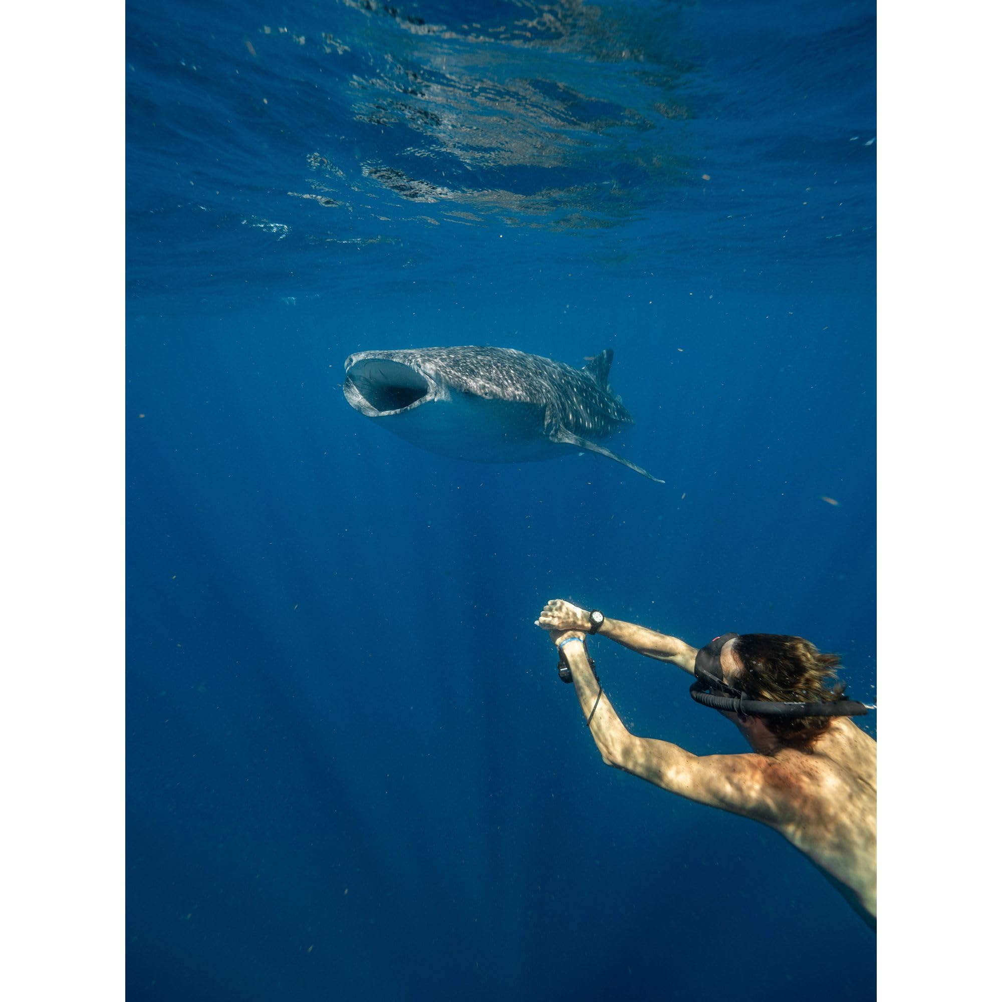 Citizen Men's Promaster Dive Fugu