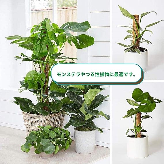 Amazon Coco Purity 園芸 支柱 おしゃれ 観葉植物 モンステラ つる性植物 サポート 天然 ココナッツ ジョイント式 30 2本セット 支柱