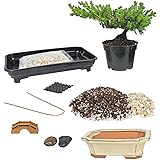 Eve's Deluxe Bonsai Tree Starter Kit, Complete Do-It-Yourself Kit with 6 Year Old Petite Japanese Juniper