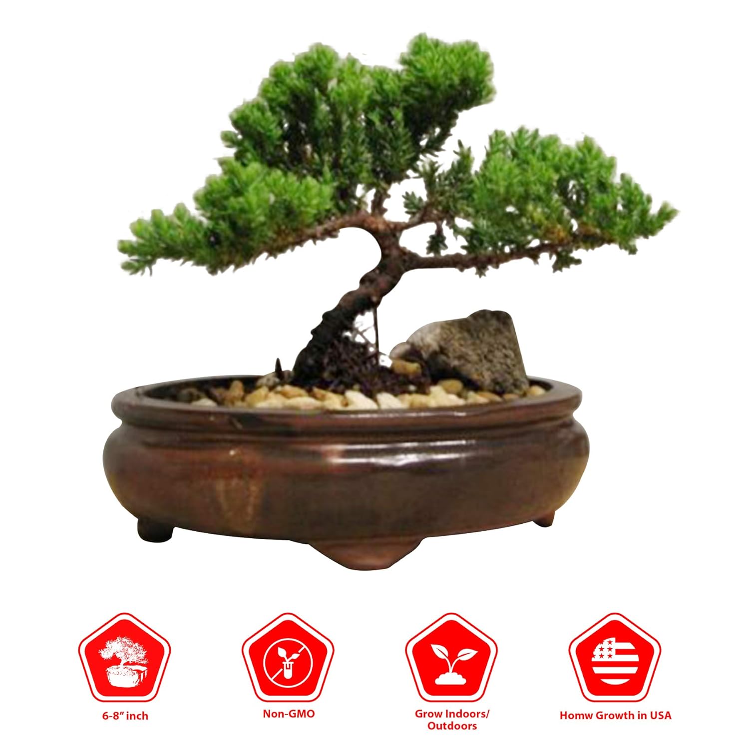Bonsai Tree Contoh Bonsai