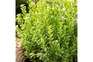 QAUZUY GARDEN 20+Seeds Wintergreen Japanese Boxwood Hedge Seeds (Buxus microphylla) Fast Growing Hardy Cold Evergreen Topiary Bonsai Low-Maintenance